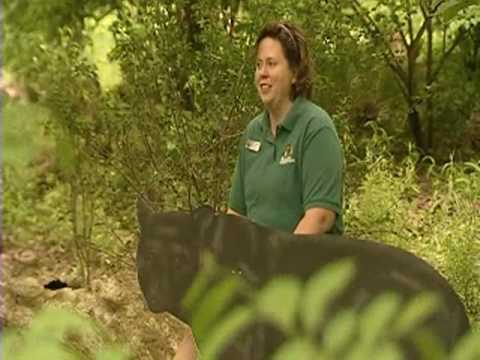 WJW Fox 8 Cleveland does a ridiculous story on a bear in a lady's backyard