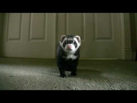 Ferrets Playing