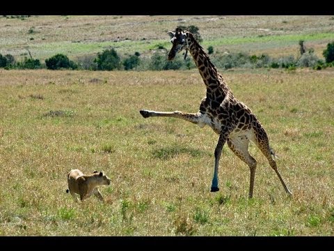 Giraffe vs lion. Giraffe attacks lion pride and kicks one of them. (FarsideAfricaTravel)