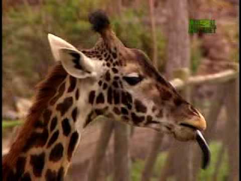 Growing Up Giraffe- Meet the Giraffes