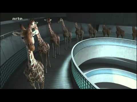 High diving giraffes - Giraffen beim Turmspringen