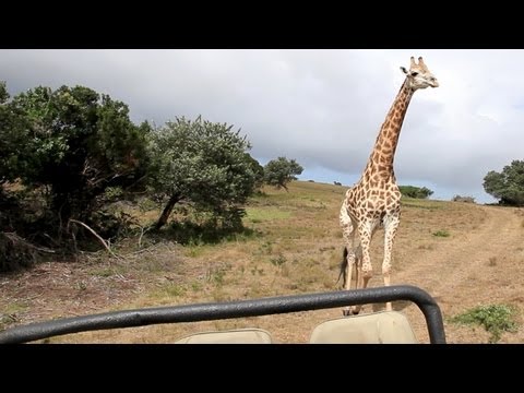 Giraffe Attacks Jeep on Safari