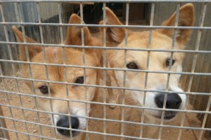 Dingoes mate for life and breed annually (Photo by Greg Muller)