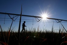 Irrigators are waiting for a low-reliability allocation in northern Victoria