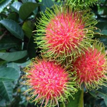 Northern Territory rambutans