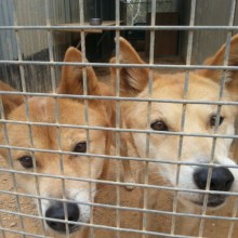 Dingo pair