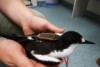 Sooty Tern with tracker