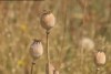 Tasmania set to lose poppy monopoly