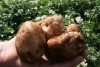 Freshly picked potatoes