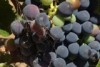 Jim the shiraz vine is ripening fast