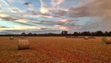 Bales of sorghum hay