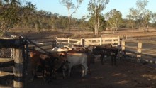 Cattle in dry Gympie region