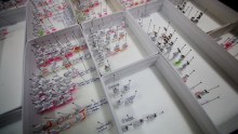 Pinned ant samples