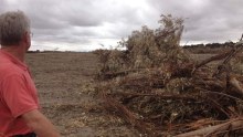 Trees down, hopes up at Coomalbidgup