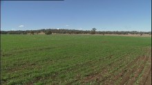 Australian wheat growers are set to reap the benefits of extreme weather overseas