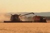 Wheat harvest at Liverpool Plains