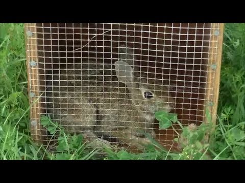 Beagle Boys Rabbit Hunting - Rabbit Hunting Training Techniques 9-21-13