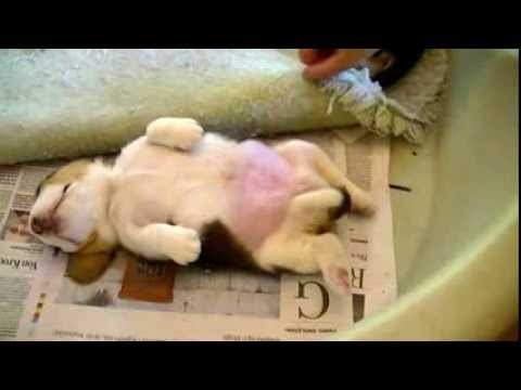 Cute beagle puppy