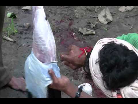 Sacrifice Animal for worship in Maharastra India ( Don't See Vegetarian)