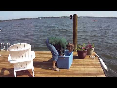 Releasing Rehabilitated Osprey On Lake Norman Aug 24, 2013