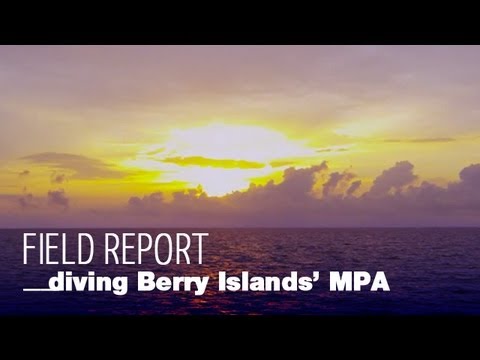 Diving Berry Islands' Marine Protected Area - Bahamas