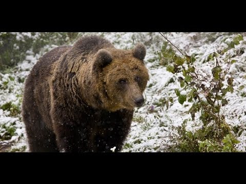 Discover Romania Wild Carpathia Mountains of Transylvania FULL HD