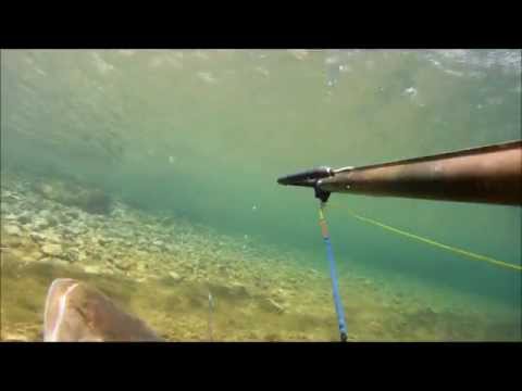 Spearfishing Striper- Colorado River