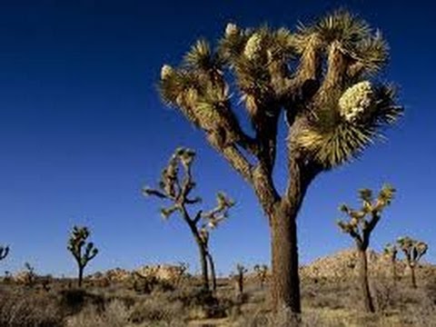 Joshua Tree National Park, a tour (video 1), California