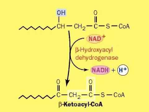 fatty acid metabolism / beta oxidation /  β-Oxidation