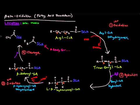 Fatty Acid Metabolism (Part 3 of 6) - Beta Oxidation