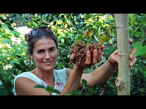 Permaculture Paradise - Val & Eli's Fall Chop & Drop!