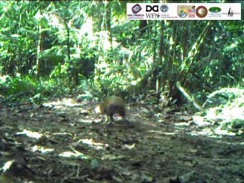 Cotuza en la Ecoregión Lachuá, Guatemala / Agouti in the Ecoregion Lachua, Guatemala