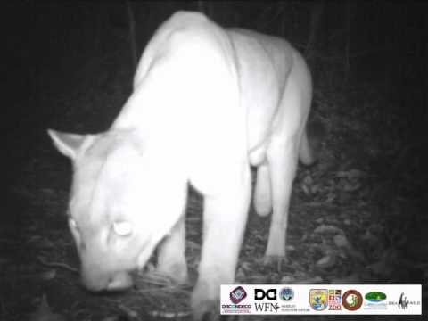 Puma en la Ecoregión Lachuá, Guatemala / Puma in the Ecoregion Lachua, Guatemala