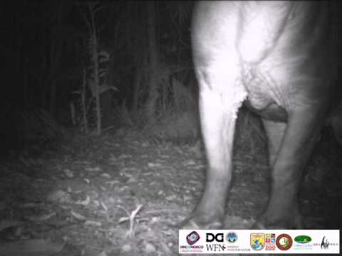 Tapir en la Ecoregion Lachua, Guatemala / Tapir in the Ecoregion Lachua, Guatemala