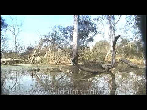 Dudhwa National Park situated in Terai-Duar savanna and grasslands ecoregion