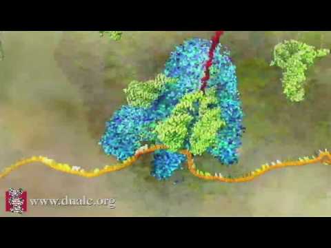 mRNA Translation (Advanced)