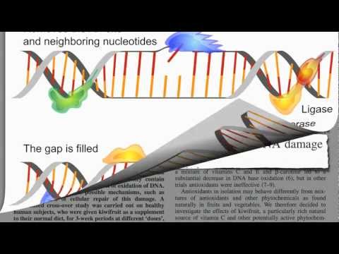 Kiwifruit and DNA Repair