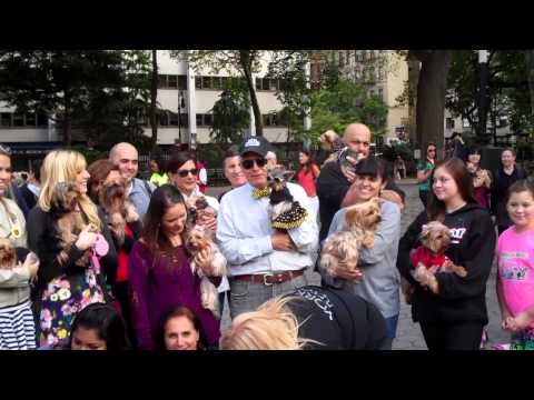 Schmitty The Weather Dog Gives Yorkie Day A Four Paws Up!