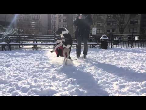 Some Good Ol' Fashioned Doggy Playtime in the Snow!!