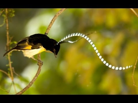 King-of-Saxony Bird-of-Paradise