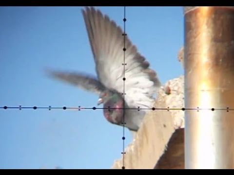 Air Rifle Pigeon Hunting Slow-Motion (Nov 4, 2010)