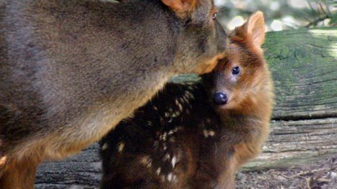 Cute Baby Pudu! One day old