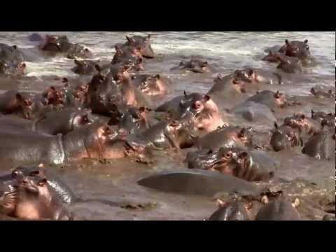 Hippos Destroys Crocodile Rare Footage