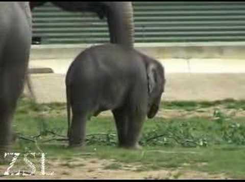 Baby elephant