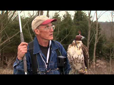 Falconry Rabbit Hunting