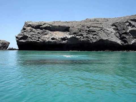 Jumping Stingrays in slow motion video with SHARKS - Baja CA Sur - Mexico