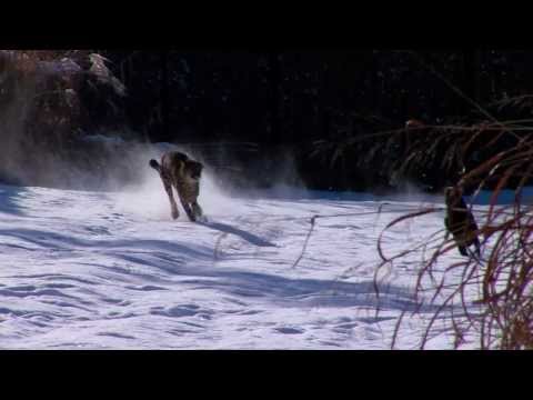 Cheetah Savanna and Dog Max Play in Snow - Cincinnati Zoo