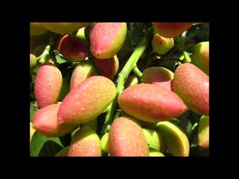 Fresh Pistachio Nuts (All Green and Milky Like Avocados)