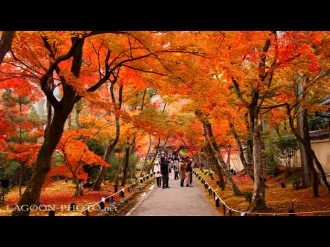 京都秋艶 autumn colors momiji leaves in Kyoto Japan  紅葉