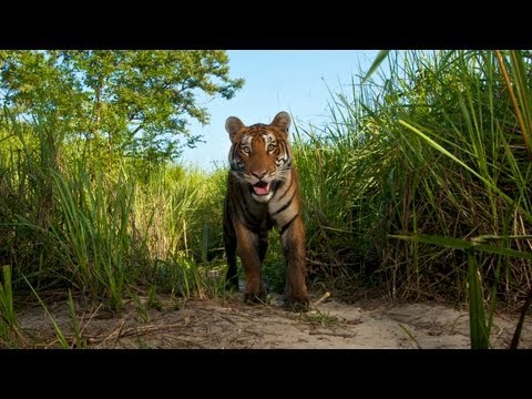 National Geographic Live! - Steve Winter: On the Trail of the Tiger